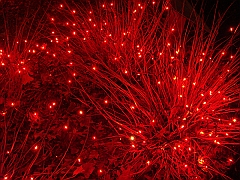 041 Toledo Zoo Light Show [2008 Dec 27]